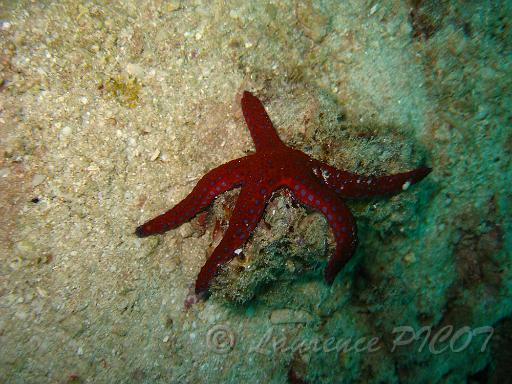 Etoile rouge - Fromia sp.JPG